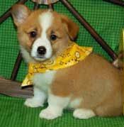 Too blessed male and female pembroke welsh corgi sm9899983. Miniature Tea Cup Pug Puppies Welsh Corgi Puppies For Sale In Chicago Il Illinois Welsh Corgy Puppy Puppy Store Puppies Corgi