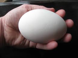 How Is A Goose Egg Different From Chicken Egg