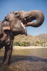 We did not find results for: Elephant Drinking Water From A River By Mauro Grigollo Safari Elephant