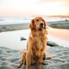 Things You Should Know About Owning A Golden Retriever Pethelpful