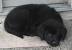 Full Grown Black Lab Chow Mix