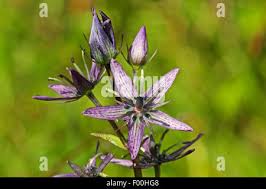 Image result for Swertia erosula