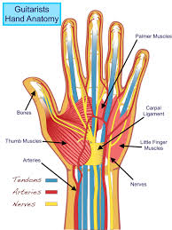 If your extensor tendons are damaged, you'll be unable to straighten one or more fingers. Hand Anatomy Tuned In Guitar Lessons