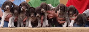 We produce great german shorthaired pointer puppies that will develop into outstanding gundogs during the day and loyal family companions at night. Roland Ranch Puppies German Shorthairs Labrador Retrievers