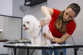 Find a dog groomer who is highly rated by bidvine customers. The 7 Best Online Dog Grooming Schools Of 2021