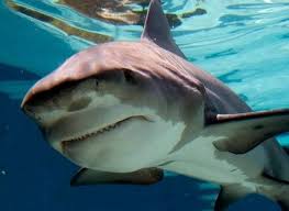 The bull shark (carcharhinus leucas) is an aggressive shark found throughout the world in warm, shallow waters along coasts, in estuaries, in lakes, and in rivers. Bull Shark Facts Sea And River Monsters Bull Shark Shark Fishing Shark