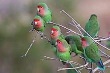 Maybe you would like to learn more about one of these? Rosy Faced Lovebird Wikipedia