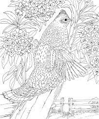 Download printable bird coloring pages to print for free. Hard Bird Coloring Pages For Adults Coloring Page For Kids Kids Coloring Home