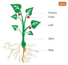 The outermost tissue is called the dermal layer. Parts Of A Plant Functions Diagram