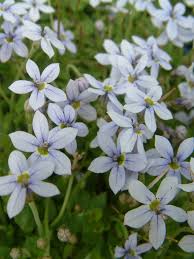 Check spelling or type a new query. Oderings Garden Centres Perennials Pratia Blue Stars