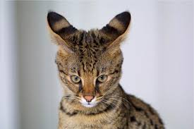 We did not find results for: Savannah Cat Breed Size Appearance Personality