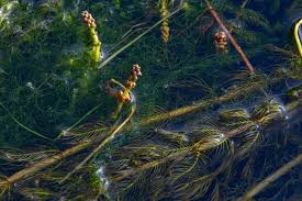 Image result for Ceratophyllaceae