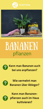 Kann Man Bananen Auch Bei Uns Anpflanzen Die Antworten Auf Eure Fragen Rund Um Die Tropische Pflanze Findet Ihr Bei Pl Garten Pflanzen Bananenpflanze Pflanzen