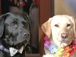 The Ups and Downs of being a Dog Trainer