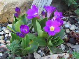 Image result for Primula x pubescens