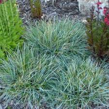 Сеслерия голубая Sesleria caerulea 2л (П) — саженцы купить в интернет-магазине с доставкой по низкой цене