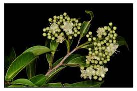 Image result for Maranthes