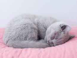Why Do Cats Sleep So Much Cat Sleeping Sleeping Kitten Cat Sleeping Positions