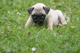 How Often Do I Feed My Pug Puppy Pets