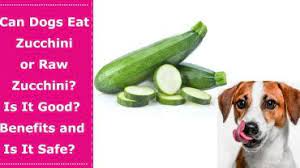 Your dog can have a healthy snack of carrot sticks, green beans, cucumber slices, or zucchini slices. Dog Food Petxu