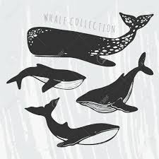 Das ergebnis sind eindrucksvolle fotos. Illustration Der Verschiedenen Wale Cachalot Orca Grosse Blauwal Lizenzfrei Nutzbare Vektorgrafiken Clip Arts Illustrationen Image 55785717