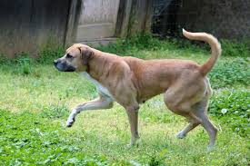 This breed has a playful nature, yet is patient and intelligent. Dog For Adoption Abbie A Boxer Great Pyrenees Mix In Marion Nc Petfinder
