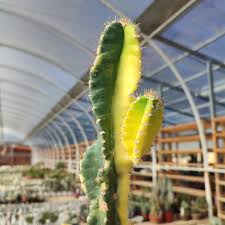 Image result for Senecio forbesii