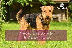 A Pet Parents Guide To The Airedale Terrier Certapet