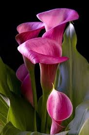 Collection Rose Bijoux En Pierre Semi Precieuse Visitez La Boutique De Bijoux En Pierre Naturelle Https Z Amazing Flowers Beautiful Flowers Calla Lily