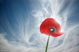 You Drive Me Crazy Poppy Wallpaper Poppy Flower Poppies