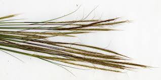 Image result for Trachypogon