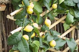 F Marre Rustica Jardinerie Ferme De Gally Arbre Fruitier Boutures Jardinage