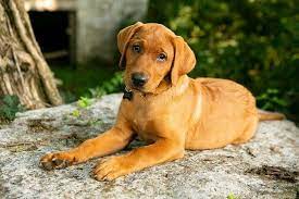 Fox Red Labrador Retrievers Hellow Dog Red Labrador Fox Red Labrador Labrador