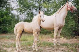 Крупнейшим шоу в европе и мире является роял уэлш. Prodam Prodayutsya Uelskie Poni Volgogradskaya Obl Est Dostavka Prokoni Ru