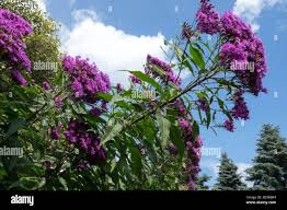 Image result for Vernonia auriculifera