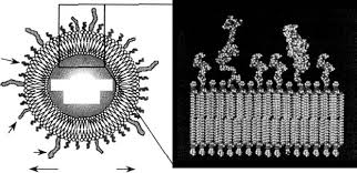 FM: DRUG DELIVERY SYSTEMS: Second Edition