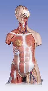 If you want to download an anatomy cheat sheet, that shows all the muscles and the forms of the human torso on one cheat sheet (well technically. Deluxe Dual Sex Muscle Torso 31 Part Gha German Health Alliance