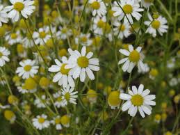 So pflegen sie matricaria chamomilla richtig. Echte Kamille Auf Dem Feld Asteraceae Compositae Kamille Korbbluetler Matricaria Chamomilla Recutita Heilplanzen Kamille Pflanzen Pflanzen Garten