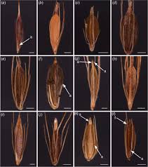 Image result for Bulbostylis schoenoides
