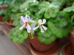 Image result for Pelargonium alchemilloides