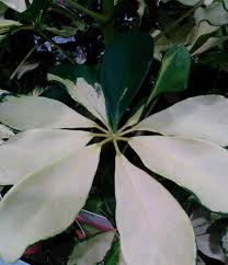 Looking at pictures of this tree, it is easy to see why it also has the common name 'umbrella tree.' its large domed top can have a spread of up to 30 ft. Umbrella Plant Schefflera Heptapleurum Guide Our House Plants