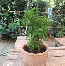Image result for Polyscias fruticosa