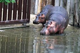 Zoologická zahrada ve dvoře králové nad labem se udává za 2. Hrosi Se Vratili Do Zoo Dvur Kralove Kralovedvorsko
