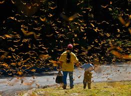 Resultado de imagen para imagenes de mariposas monarcas michoacan