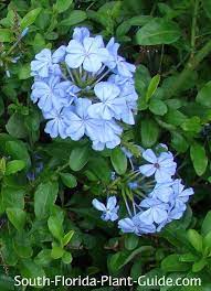 Check spelling or type a new query. Blue Plumbago