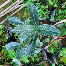 Image result for Psychotria auxopoda