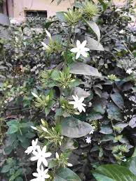Image result for Jasminum multiflorum