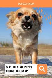 Puppy Growls And Snaps At Me How To Make It Stop Oodle Life