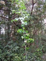 Image result for Adenia gummifera
