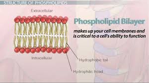 The name of the total contents of. What Is A Phospholipid Structure Functions Composition Video Lesson Transcript Study Com